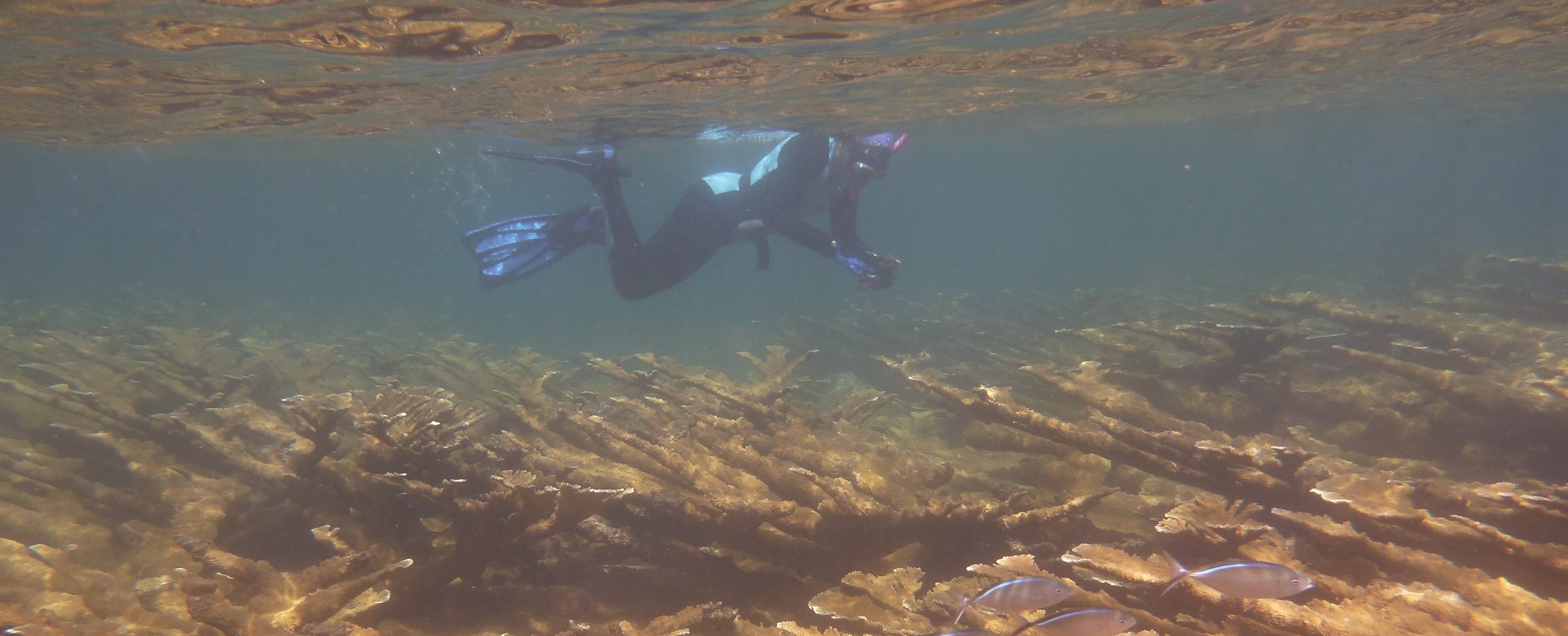 Underwater Gardens of Vega Baja y Manatí Designated as Marine Reserve