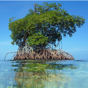 Strengthen Mangrove Replanting and Restoration in Florida